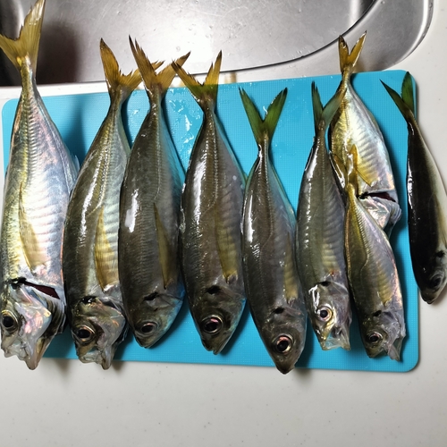 アジの釣果