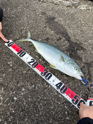 イナダの釣果