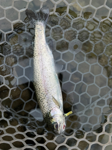 ニジマスの釣果