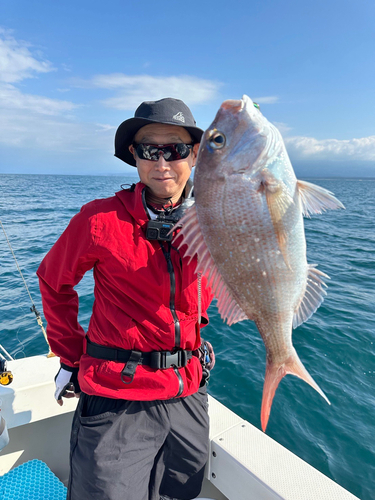 マダイの釣果