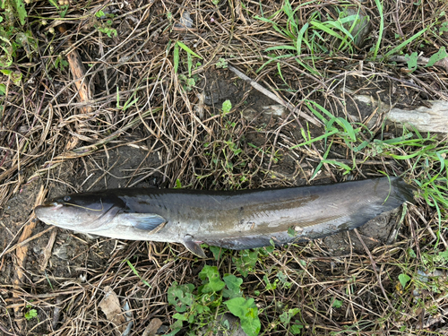 ナマズの釣果