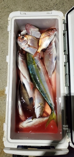 マダイの釣果