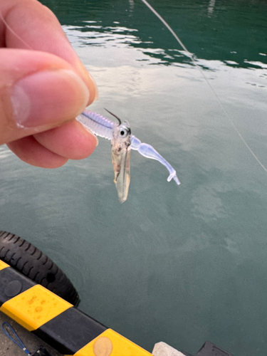 カマスの釣果