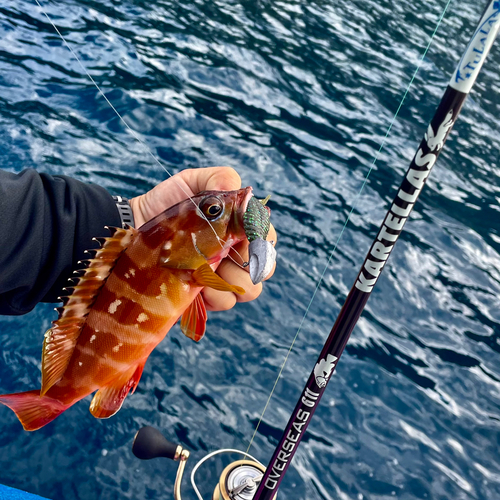 アカハタの釣果