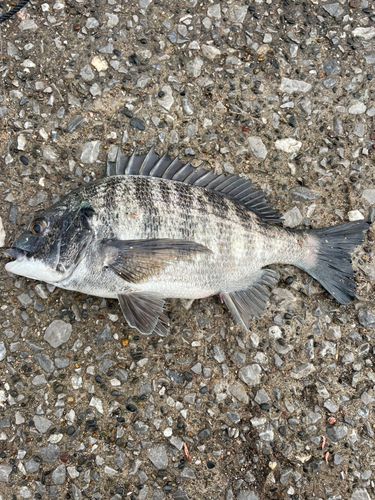 クロダイの釣果