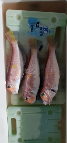 アマダイの釣果