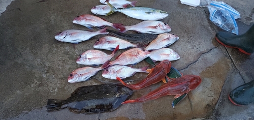 マダイの釣果