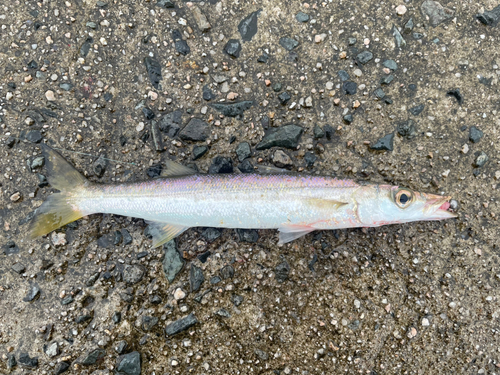 カマスの釣果