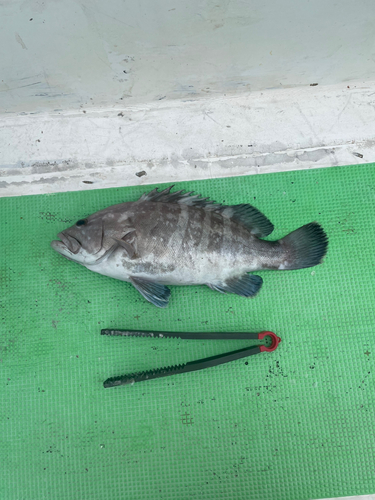 クロハタの釣果