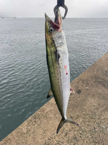 サゴシの釣果