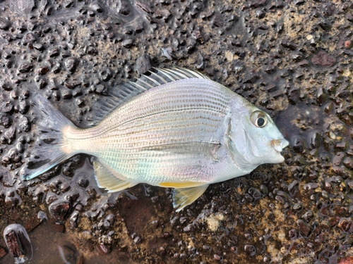 ヘダイの釣果