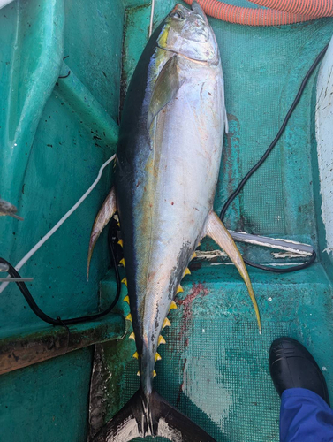 キハダマグロの釣果