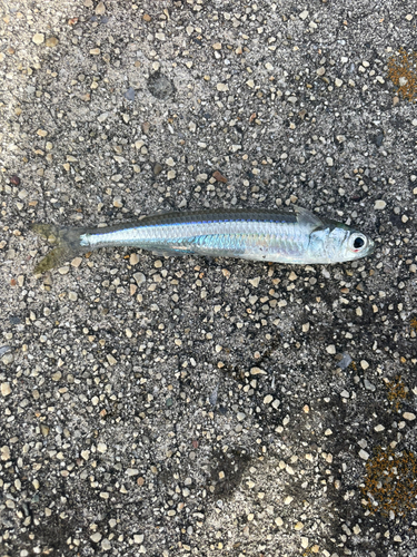 イワシの釣果