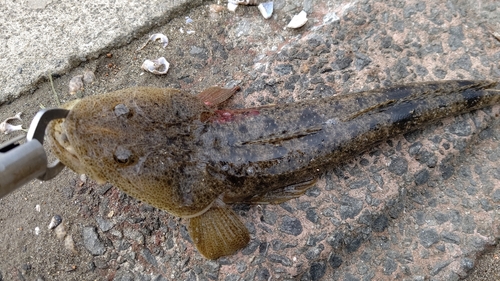 マゴチの釣果