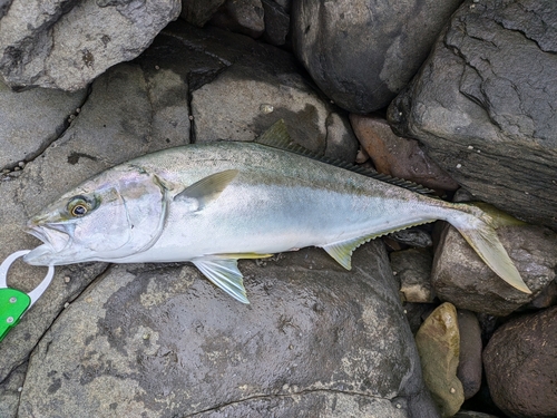 ヒラマサの釣果