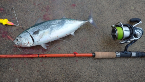 ソウダガツオの釣果