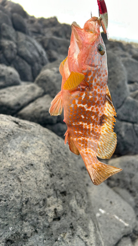 キジハタの釣果