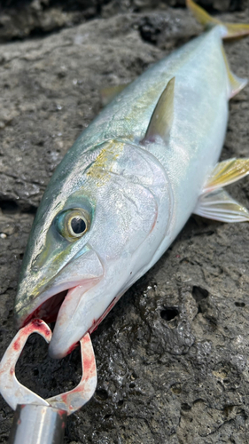 ヤズの釣果