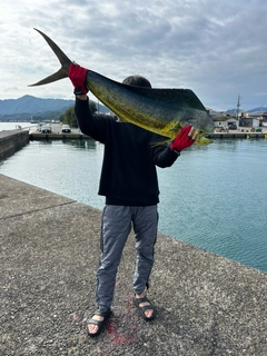 シイラの釣果