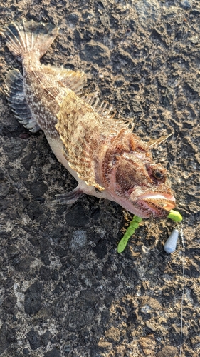 サバの釣果