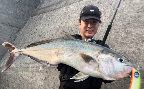 カンパチの釣果