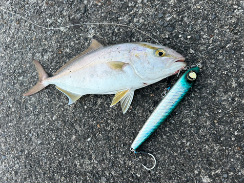 カンパチの釣果