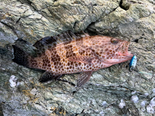 オオモンハタの釣果