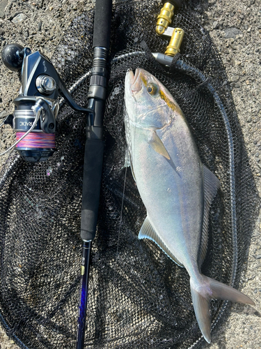 ショゴの釣果