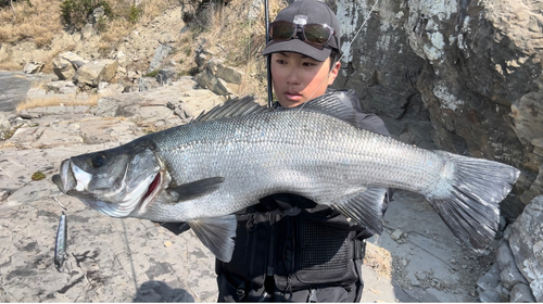 ヒラスズキの釣果