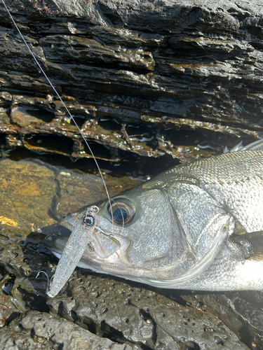 ヒラスズキの釣果