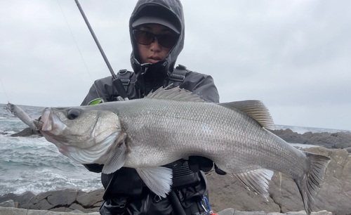 ヒラスズキの釣果