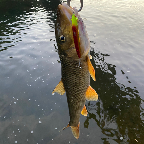 ニゴイの釣果