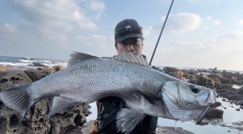 ヒラスズキの釣果