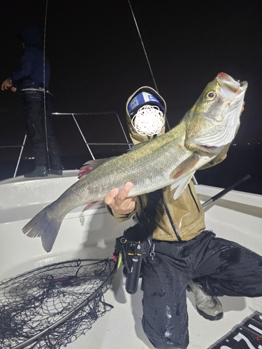 シーバスの釣果