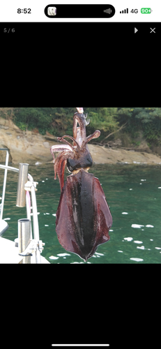 アオリイカの釣果