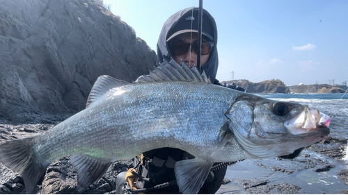 ヒラスズキの釣果