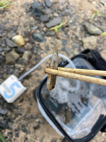 マハゼの釣果