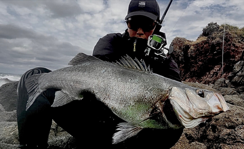 ヒラスズキの釣果