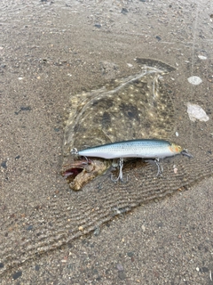 ヒラメの釣果