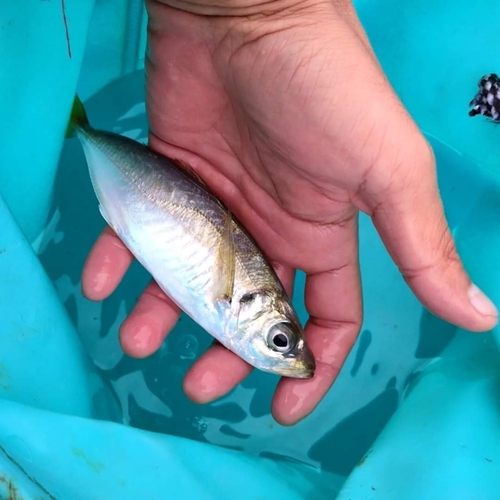 イナダの釣果