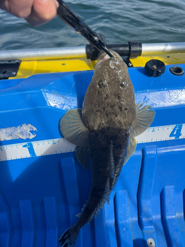 マゴチの釣果