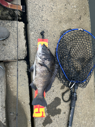 クロダイの釣果