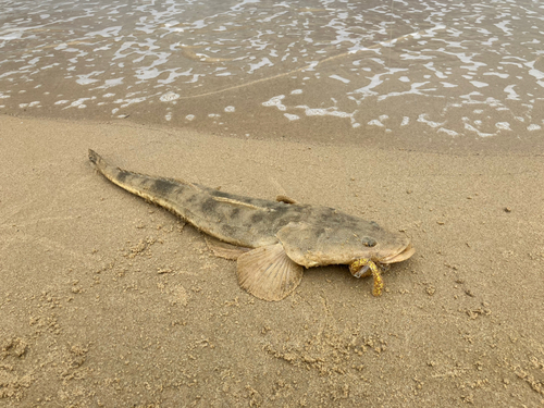 マゴチの釣果