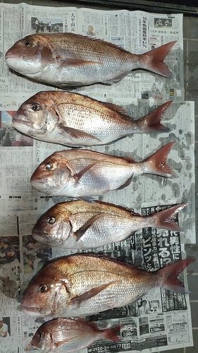 マダイの釣果