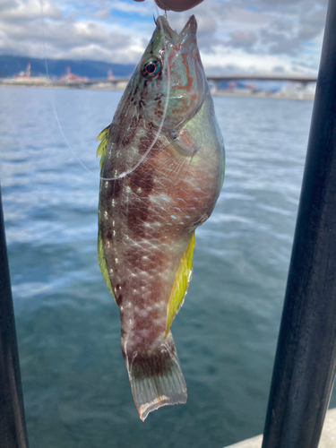 ホシササノハベラの釣果