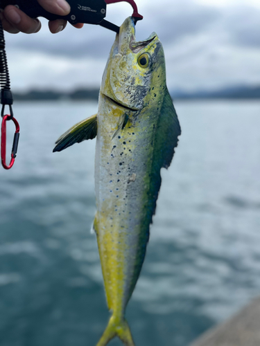 シイラの釣果