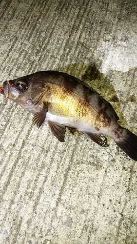 メバルの釣果