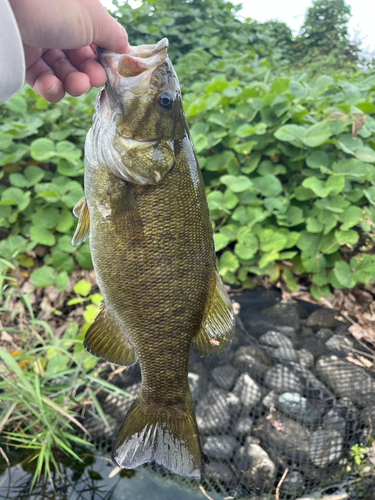 スモールマウスバスの釣果