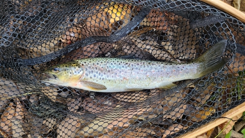 ブラウントラウトの釣果