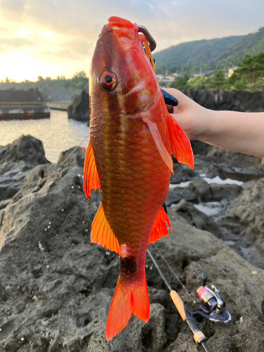 オジサンの釣果